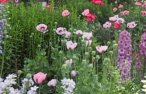 COLOURFUL_PINK_BORDER_OF_PAPAVER_SOMNIFERUM__AND_DEEP_PINK_DELPHINIUMS_AT_WOLLERTON_OLD_HALL