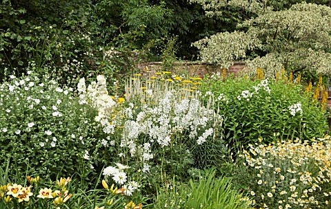 DEEP_BORDER_OF_YELLOW_AND_WHITE_AT_WOLLERTON_OLD_HALL