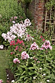 PHLOX AT WOLLERTON OLD HALL