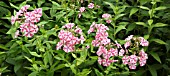 PHLOX PANICULATA PEPPERMINT TWIST