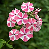 PHLOX PANICULATA PEPPERMINT TWIST