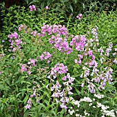 PHLOX FAIRYS PETTICOAT