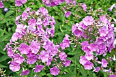 PHLOX FAIRYS PETTICOAT