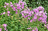 PHLOX FAIRYS PETTICOAT