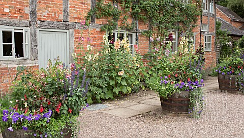 ALCEA_ROSEA_AT_WOLLERTON_OLD_HALL