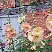 ALCEA ROSEA AT WOLLERTON OLD HALL