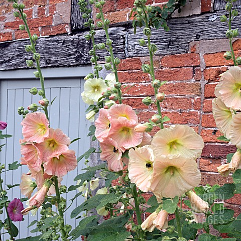 ALCEA_ROSEA_AT_WOLLERTON_OLD_HALL