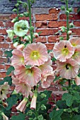 ALCEA ROSEA AT WOLLERTON OLD HALL