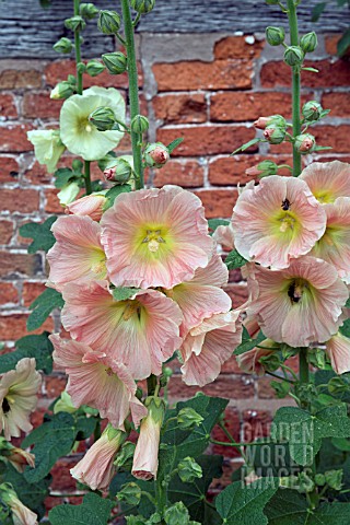 ALCEA_ROSEA_AT_WOLLERTON_OLD_HALL