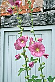 ALCEA ROSEA AT WOLLERTON OLD HALL