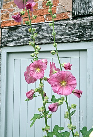 ALCEA_ROSEA_AT_WOLLERTON_OLD_HALL