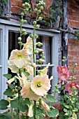 ALCEA ROSEA AT WOLLERTON OLD HALL