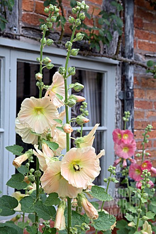 ALCEA_ROSEA_AT_WOLLERTON_OLD_HALL