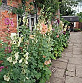 ALCEA ROSEA AT WOLLERTON OLD HALL