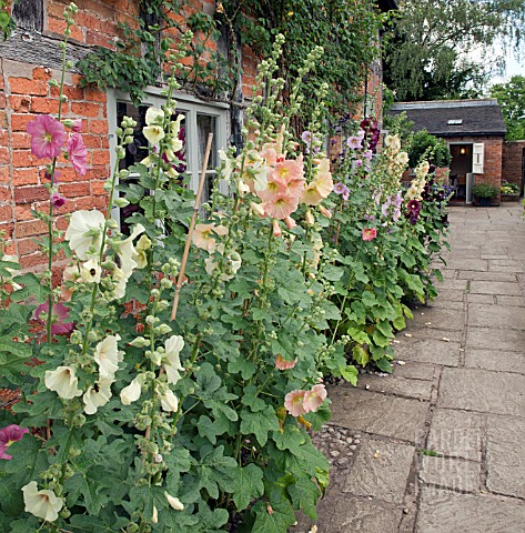 ALCEA_ROSEA_AT_WOLLERTON_OLD_HALL