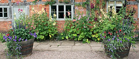 ALCEA_ROSEA_AND_LARGE_BARRELS_AT_WOLLERTON_OLD_HALL