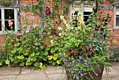 ALCEA ROSEA AND LARGE BARRELS AT WOLLERTON OLD HALL