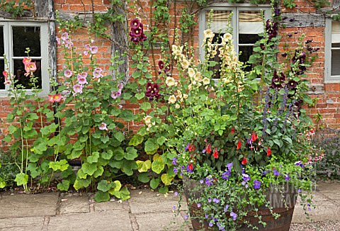 ALCEA_ROSEA_AND_LARGE_BARRELS_AT_WOLLERTON_OLD_HALL