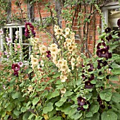 ALCEA ROSEA AT WOLLERTON OLD HALL