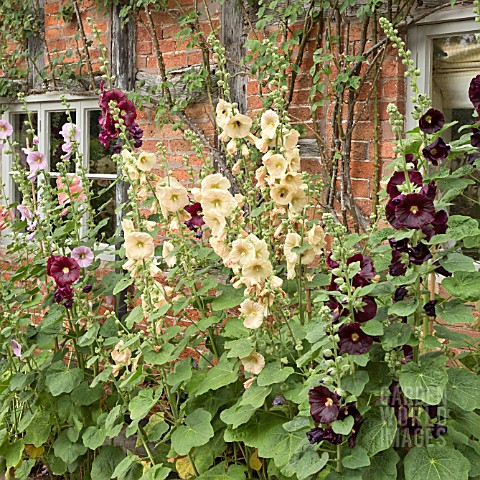 ALCEA_ROSEA_AT_WOLLERTON_OLD_HALL