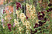 ALCEA ROSEA AT WOLLERTON OLD HALL