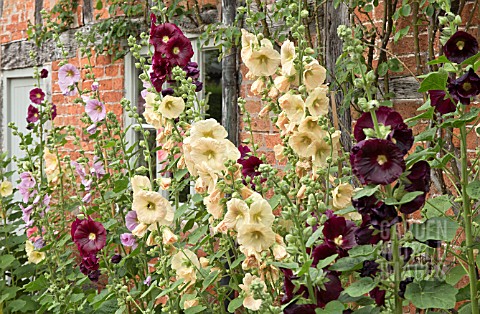 ALCEA_ROSEA_AT_WOLLERTON_OLD_HALL