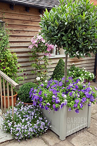LAURUS_NOBILIS_IN_WOODEN_CONTAINER_UNDER_PLANTED_WITH_PETUNIA_SURFINIA_SKY_BLUE_AT_WOLLERTON_OLD_HAL
