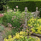 ALCHEMILLA MOLLIS, OAK FENCING AND YEW HEDGES AT WOLLERTON OLD HALL