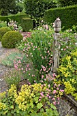 ALCHEMILLA MOLLIS, OAK FENCING AND YEW HEDGES AT WOLLERTON OLD HALL