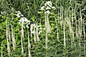 VERONICASTRUM VIRGINICUM ALBUM AT WOLLERTON OLD HALL