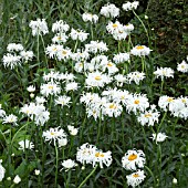 LEUCANTHEMUM X SUPERBUM PHYLLIS SMITH