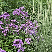 PHLOX PANICULATA AMETHYST