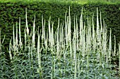 VERONICASTRUM VIRGINICUM ALBUM