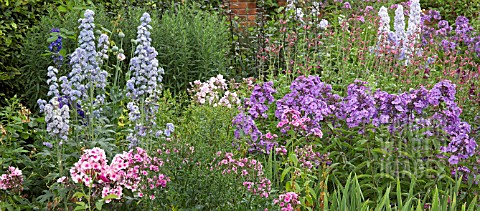 BORDER_OF_HERBACEOUS_PERENNIALS_PHLOX_AND_TALL_DELPHINIUMS_AT_WOLLERTON_OLD_HALL