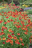 HELENIUM CRIMSON BEAUTY AT WOLLERTON OLD HALL