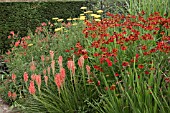 KNIPHOFIA TAWNY KING AND HELENIUM CRIMSON BEAUTY AT WOLLERTON OLD HALL