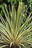 CORDYLINE AUSTRALIS TORBAY DAZZLER