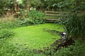 POND COVERED IN GREEN ALGAE, AND WOODEN BRIDGE AT WOLLERTON OLD HALL