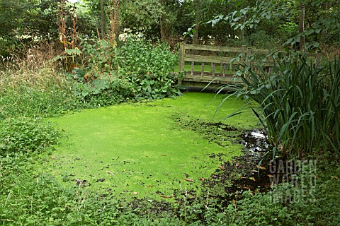 POND_COVERED_IN_GREEN_ALGAE_AND_WOODEN_BRIDGE_AT_WOLLERTON_OLD_HALL