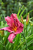 HEMEROCALLIS PINK DAMASK