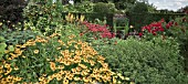 HELENIUM PIPSQUEAK IN BORDER AT WOLLERTON OLD HALL