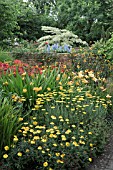 HERBACEOUS PERENNIALS WITH ACHILLEA CORONATION GOLD AT WOLLERTON OLD HALL