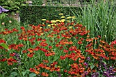 HELENIUM CRIMSON BEAUTY AT WOLLERTON OLD HALL