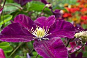 CLEMATIS WARSZAWSKA NIKE