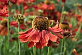 HELENIUM CRIMSON BEAUTY