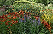 HELENIUM CRIMSON BEAUTY AT WOLLERTON OLD HALL