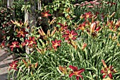 HEMEROCALLIS STAFFORD AT WOLLERTON OLD HALL