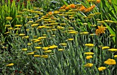 ACHILLEA CORONATION GOLD AT WOLLERTON OLD HALL