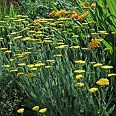 ACHILLEA CORONATION GOLD AT WOLLERTON OLD HALL