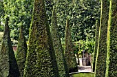 TALL YEW SPIRES AT WOLLERTON OLD HALL